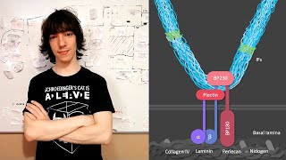 Hemidesmosomes Structure and Function [upl. by Firman701]