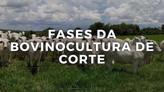 Fases da Bovinocultura de Corte [upl. by Miett]