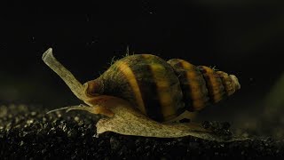 Assassin Snail  hunting killing and eating [upl. by Marcelle]