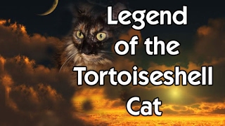 Legend of the Tortoiseshell Cat [upl. by Buseck]