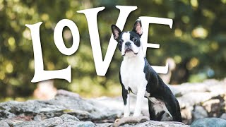 10 Things Boston Terriers ABSOLUTELY LOVE [upl. by Llerdnek]