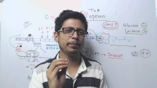 Lac operon vs Trp operon [upl. by Woodward724]