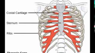 Two Minutes of Anatomy Sternum [upl. by Pricilla5]