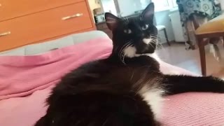 Brownie the cat trilling  Cutest voice [upl. by Sihtam270]