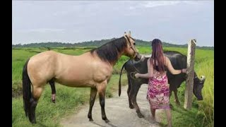 My sister training care her lovely horse in beginner 2021 [upl. by Fredel]