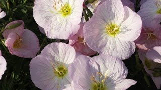 Best Perennials for Sun  Oenothera Sisikyou Evening Primrose [upl. by Acalia]