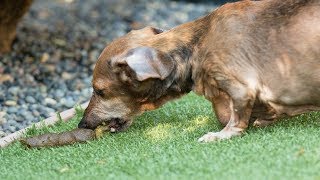 How To Stop Dogs From Eating Poop [upl. by Melesa]