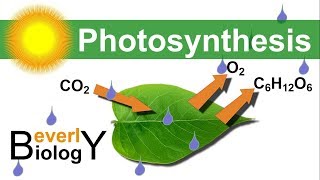 Photosynthesis in detail [upl. by Yrffoeg]