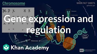 Gene expression and regulation  Inheritance and variation  High school biology  Khan Academy [upl. by Roana642]