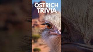 Unveiling Ostrich Speed Mysteries [upl. by Kenwrick197]