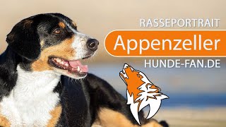 ► Appenzeller Sennenhund 2018 Rasse Aussehen amp Charakter [upl. by Ainex248]