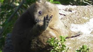 Rock Hyrax calling [upl. by Vannie235]