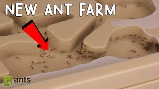 My Fire Ants New Ant Farm [upl. by Trista]