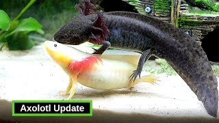 Axolotls  What You Need To Know [upl. by Krusche]