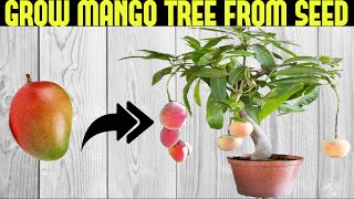 How To Grow a Mango Tree From Seed  SEED TO HARVEST [upl. by Anaer119]