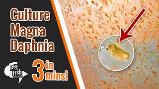 How to culture DAPHNIA MAGNA  The easy way [upl. by Cory342]