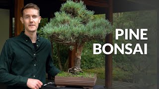 Pine Bonsai trees Pinus [upl. by Etselec226]