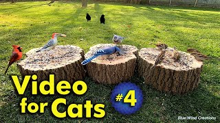 Backyard Bird Watching  Video for Cats  Video 4 [upl. by Ecnerret]