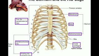 Anatomy  The Sternum Rib Cage amp Vertebrae [upl. by Derreg901]