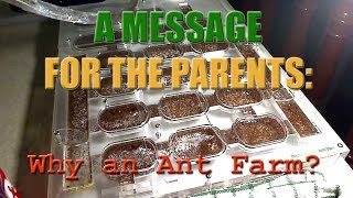 Why An Ant Farm A Message For Parents [upl. by Hudgens771]