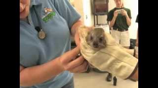 New animals at the Virginia Zoo get a physical  Hyrax [upl. by Beedon]