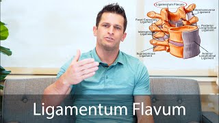 Ligamentum Flavum [upl. by Lilybelle812]