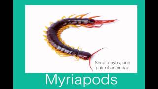 Classification of arthropods [upl. by Smith]