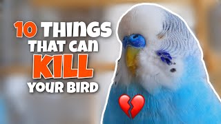 These 10 Things Can KILL Your Bird [upl. by Shoshanna]