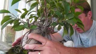 How to turn a Ginseng Ficus into a real Bonsai Tree [upl. by Hellene999]