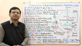 Diabetes Mellitus Part10 Mechanism of Action of Sulfonylurease  Antidiabetic Drugs  Diabetes [upl. by Eniarda]