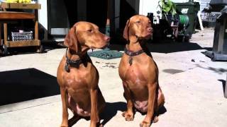 Viszla  Perfect Vizsla Specimens [upl. by Lambart]