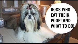 HOW TO STOP a DOG from EATING POOP [upl. by Eiramanel]