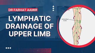 Basics amp Structures of the Lymphatic System [upl. by Sairahcaz294]