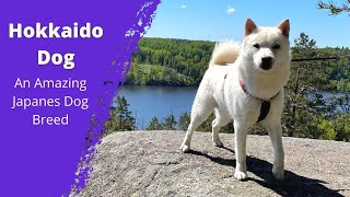 The Hokkaido Dog  An Amazing Japanes Dog Breed  Dog Lovers [upl. by Roman]