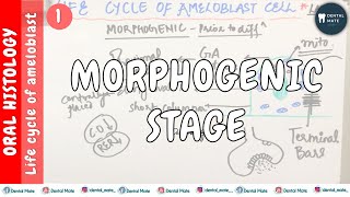 Life cycle of Ameloblast  Morphogenic stage  Presecretory phase  Dr Paridhi Agrawal [upl. by Loydie]