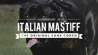 THE ORIGINAL CANE CORSO ITALIAN MASTIFF [upl. by Ynnaffit99]