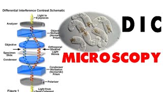 DIC microscopy [upl. by Eric]