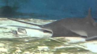 How the sawfish uses its saw [upl. by Akeber46]