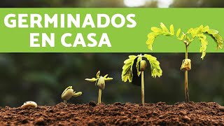 CÓMO HACER GERMINADOS de LENTEJAS EN CASA [upl. by Ardiedal]