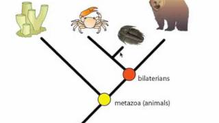 Phylogeny and Phylogentic Trees [upl. by Yarod]