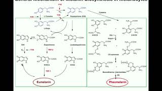 Complete Melanin Biosynthesis Pathway  Eumelanin amp Pheomelanin [upl. by Grand626]