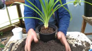 How to pot on agapanthus [upl. by Oile]