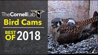 Bird Cams Highlights Best Of 2018 [upl. by Tai]