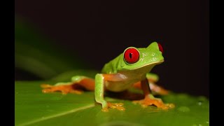 LEJANO ORIENTE  Documental Naturaleza HD 1080p  Grandes Documentales [upl. by Schilt]