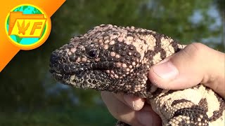 THIS is what happens when a GILA MONSTER BITES you [upl. by Eicnan]