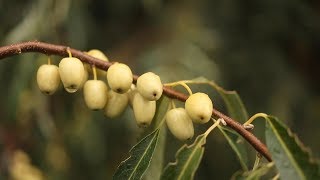 RUSSIAN OLIVE Elaeagnus angustifolia [upl. by Nehr732]