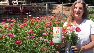 How To Grow Big Beautiful Zinnias From Seed [upl. by Adnwahsat]