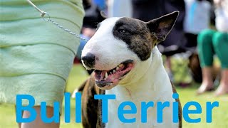 All About English Bull Terrier Dog Breed [upl. by Aimekahs]