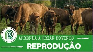 Aprenda a criar bovinos  Aula 1 reprodução [upl. by Hulbert]