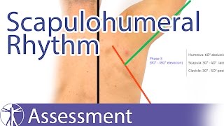 Scapulohumeral Rhythm [upl. by Debarath]